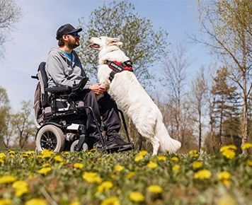 man in wheelchair outside with white service dog